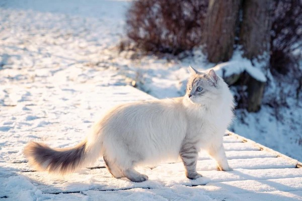 sibir-pisiyi