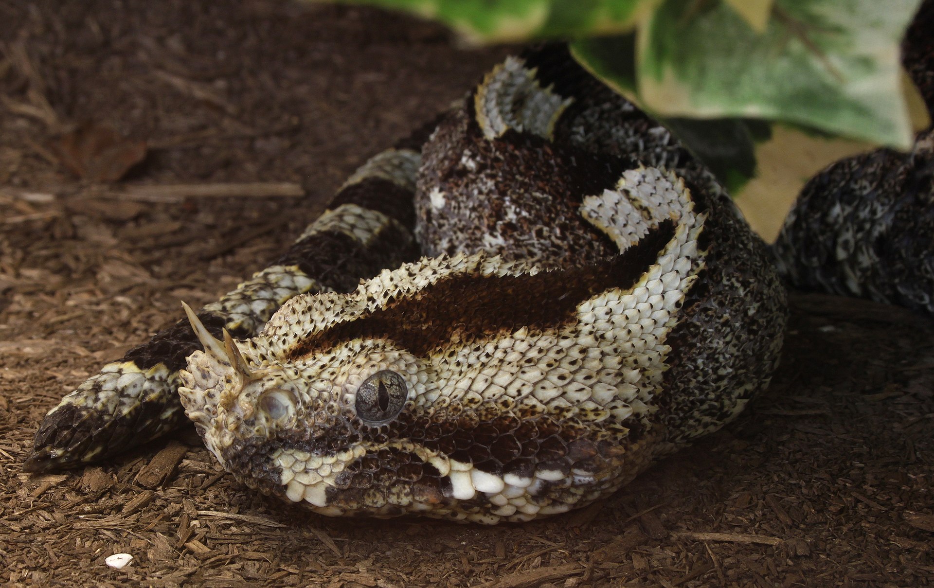 bitis-nasicornis-ilani