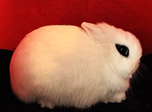 cuce-hotot-dovsani