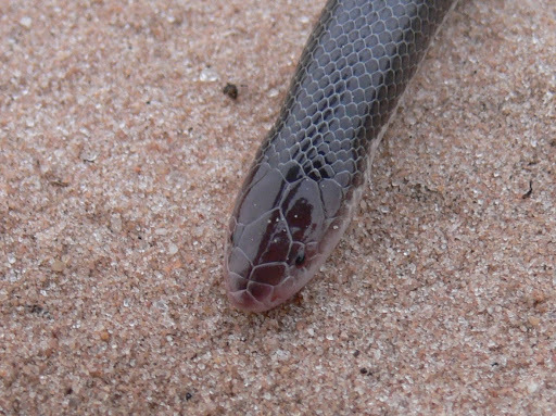 atractaspis-bibronii-ilani