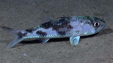 acropomatidae