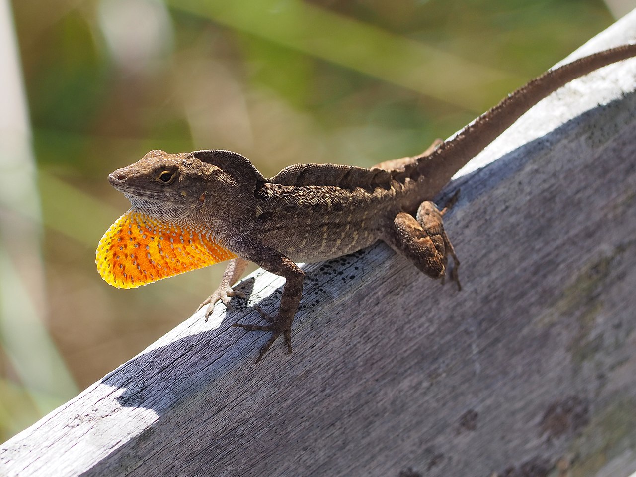 qehveyi-anole