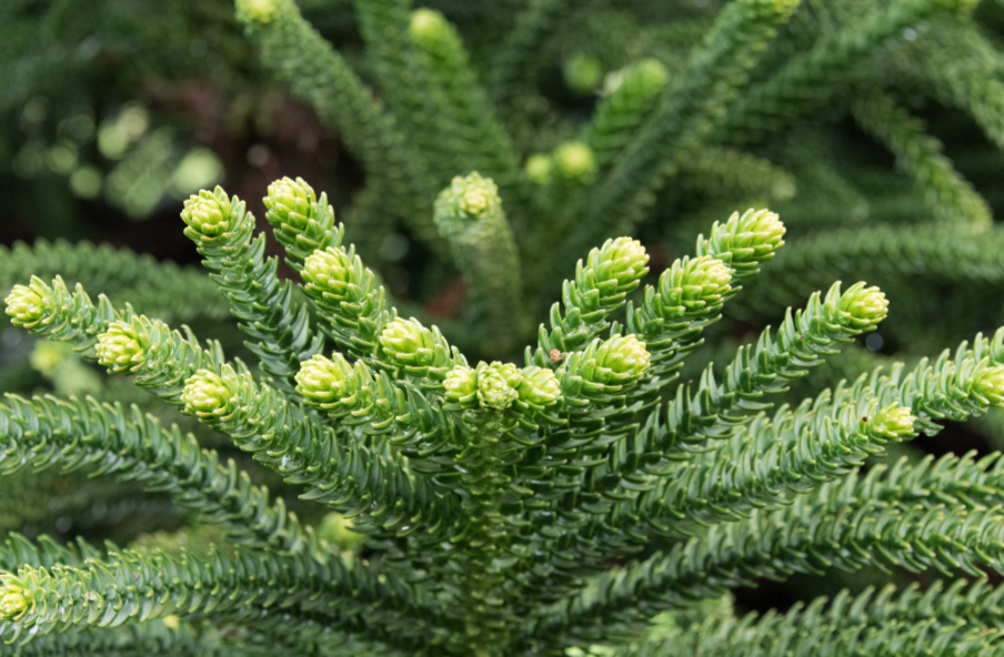 araucaria-biramulata-agac-novu