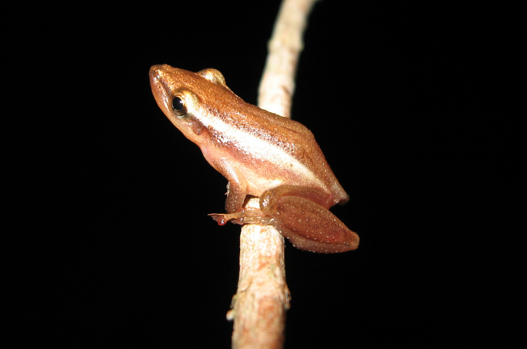 scinax-squalirostris-qurbagasi