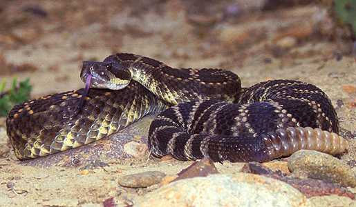 crotalus-helleri-ilani