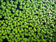 lemna