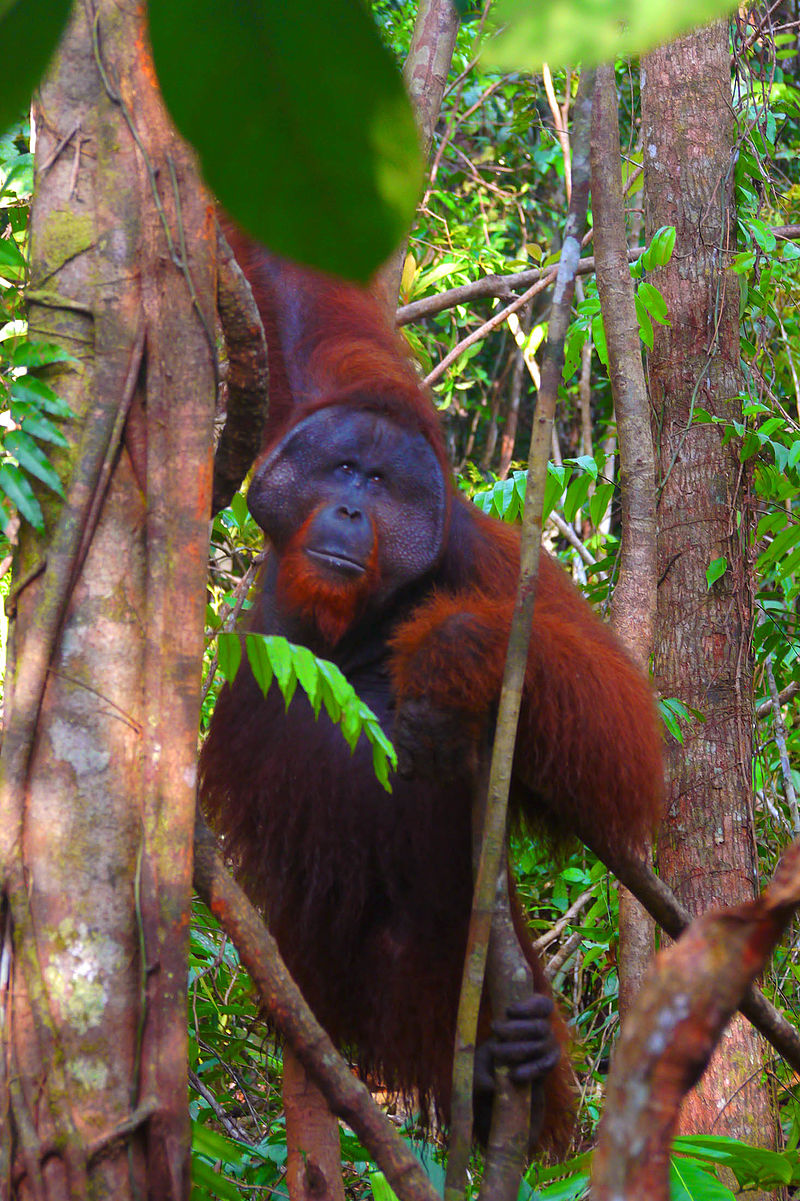 borneo-oranqutani