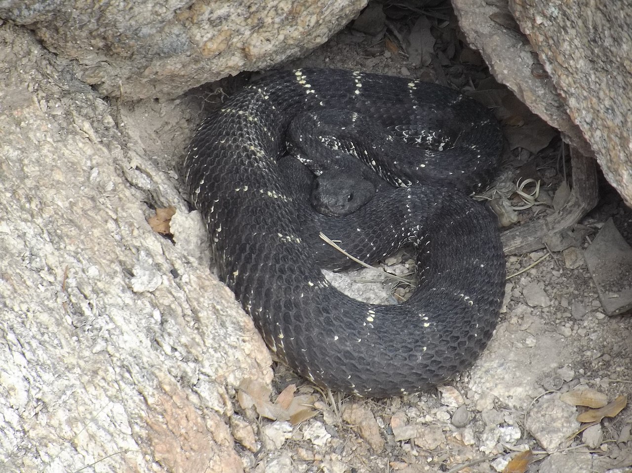 crotalus-cerberus-ilani