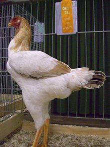 malay-doyus-toyugu