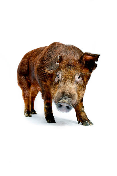 duroc-pig-donuz-cinsi