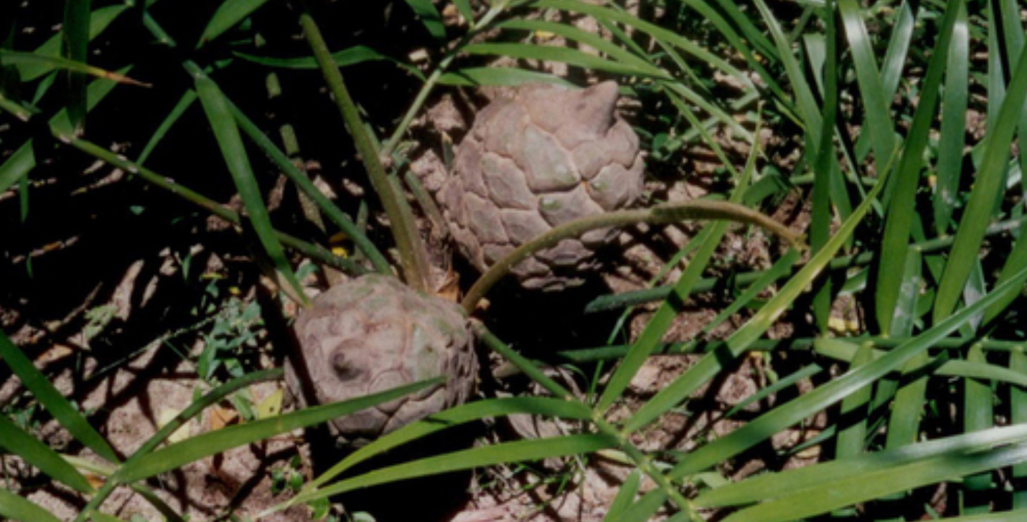 palmita