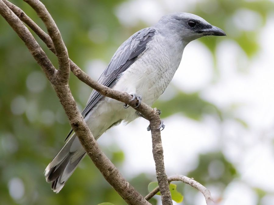 hindistan-cuckooshrike