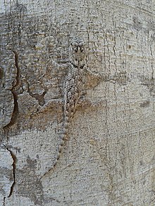 lundell-tikanli-kertenkelesi