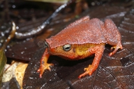 kalophrynus-intermedius-qurbagasi