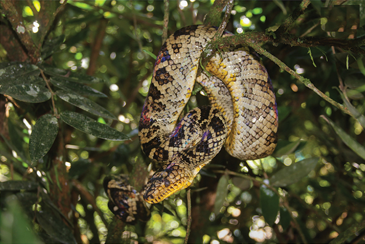 corallus-cropanii-ilani
