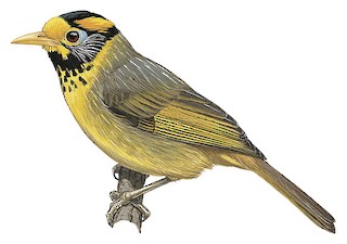 flame-templed-babbler-qus-novu