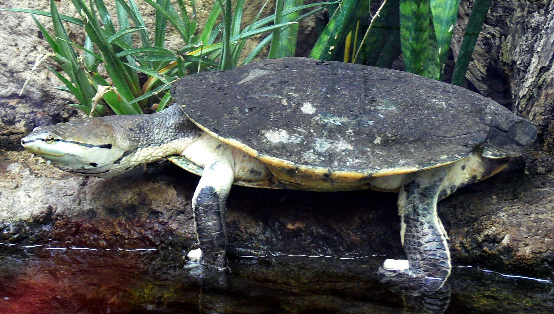 phrynops-hilarii-tisbagasi