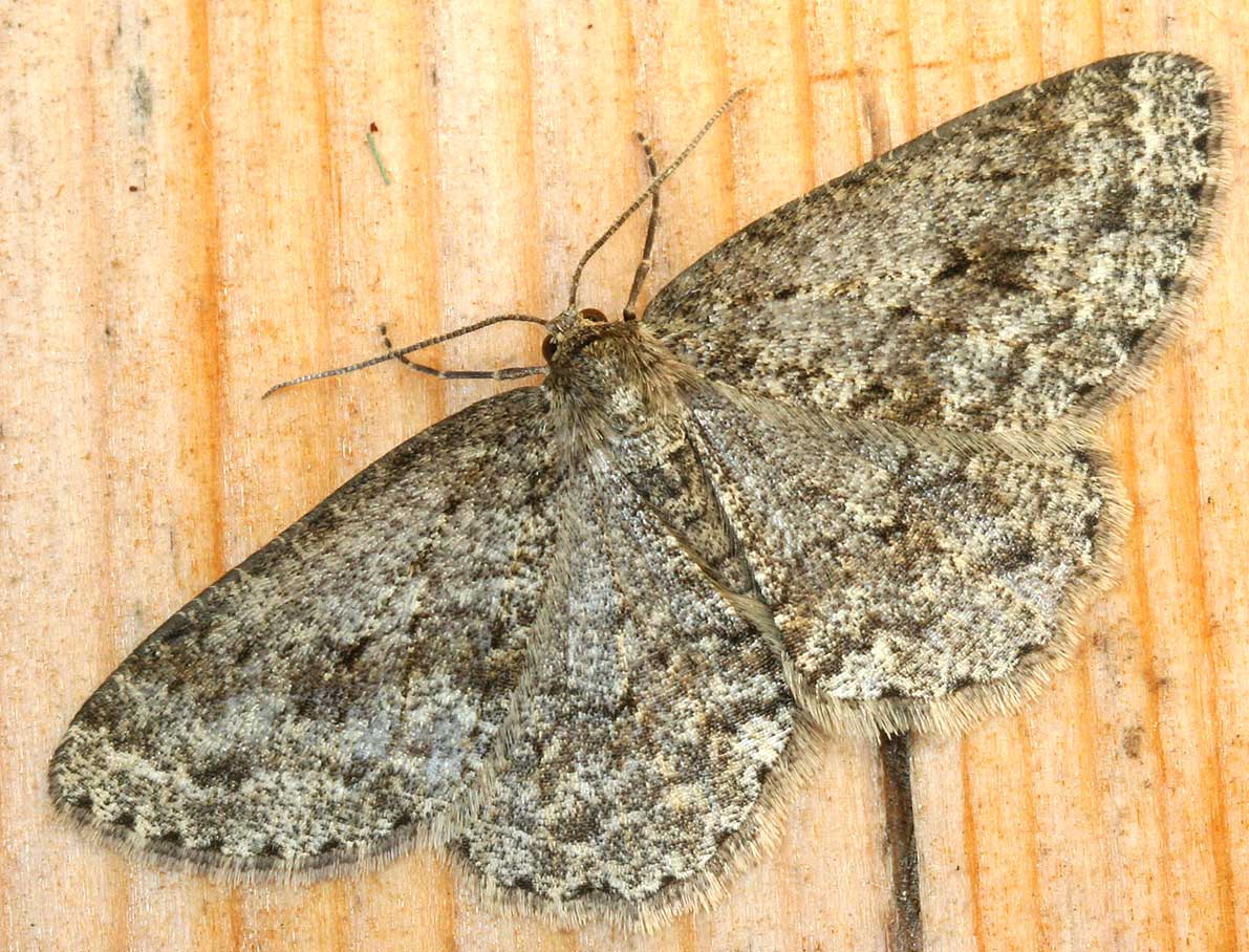ectropis-crepuscularia