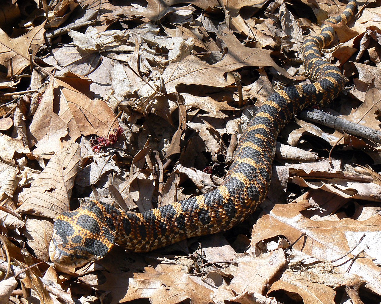 hognose-ilanlari
