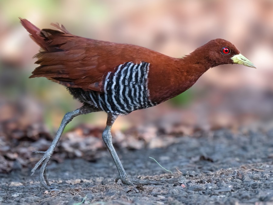 andaman-su-qusu