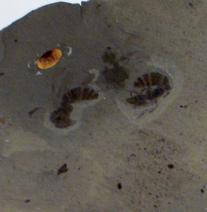 ypresiomyrma-qarisqasi