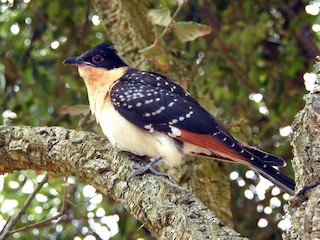 boyuk-xalli-ququ-qusu