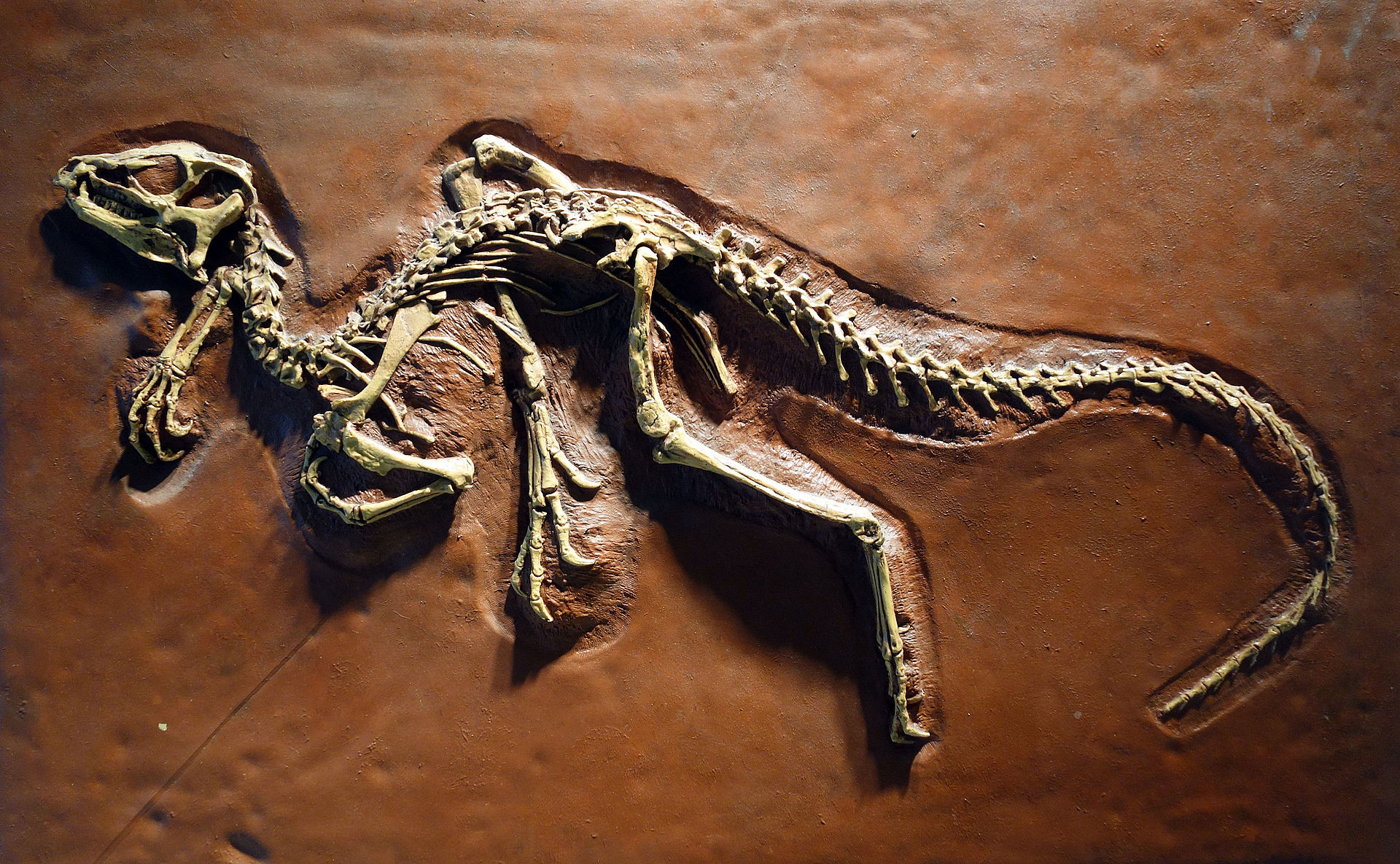heterodontosauridae-dinozavri