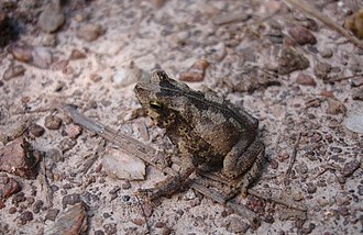 rhinella-scitula-qurbagasi