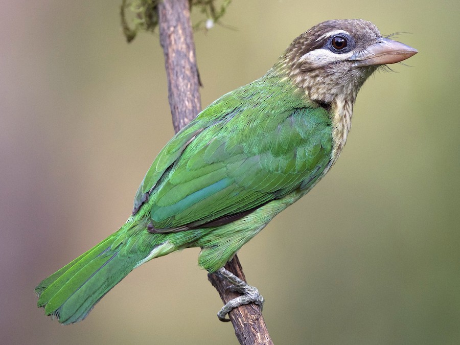 yasil-barbet