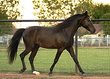missouri-fox-trotters-at-cinsi