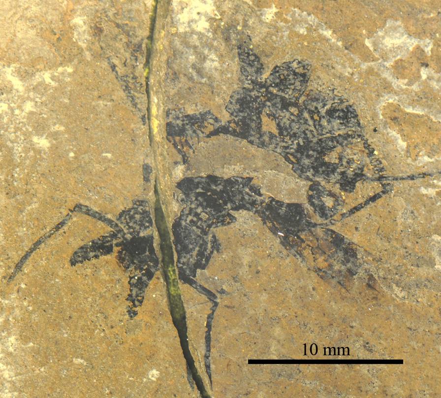 cephalopone-qarisqasi