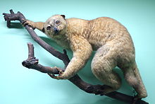 merkezi-afrika-potto