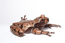 triprion-spinosus-qurbagasi