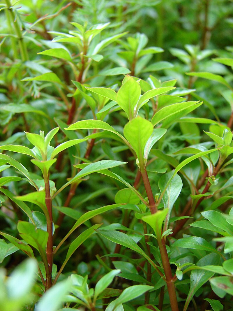 ludwigia-palustris