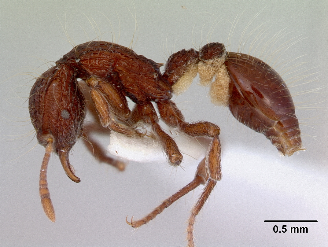 dacetinops-qarisqasi