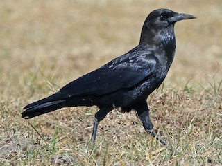 kap-quzgunu