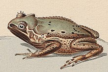 asterophrys-turpicola