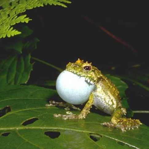 spinomantis-phantasticus-qurbagasi