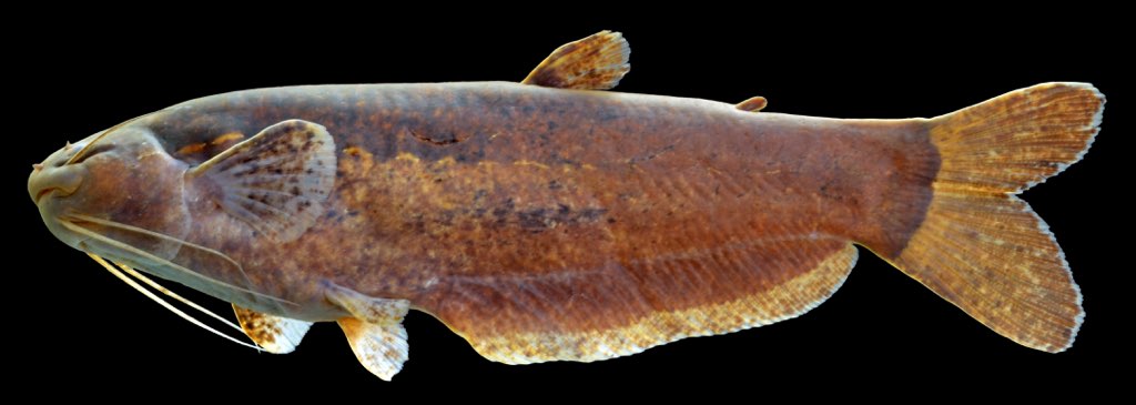 cetopsidae