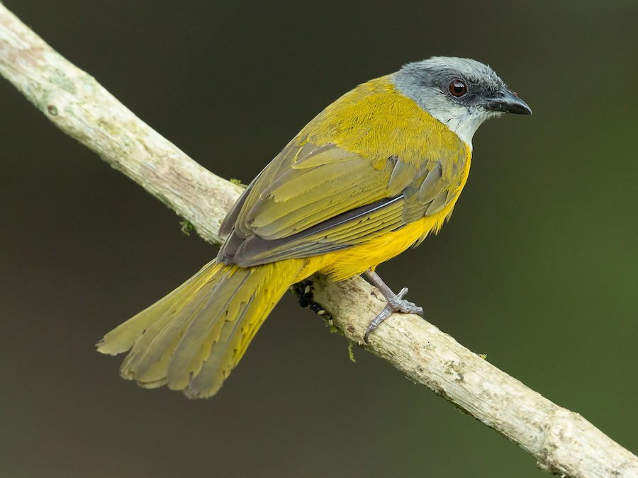 boz-basli-tanager