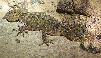 phyllurus-gekkonu