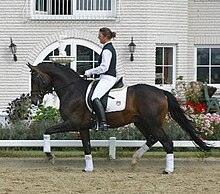 trakehner-at-cinsi