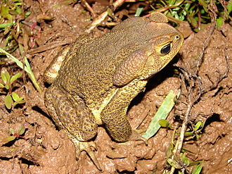 rhinella-icterica-qurbagasi