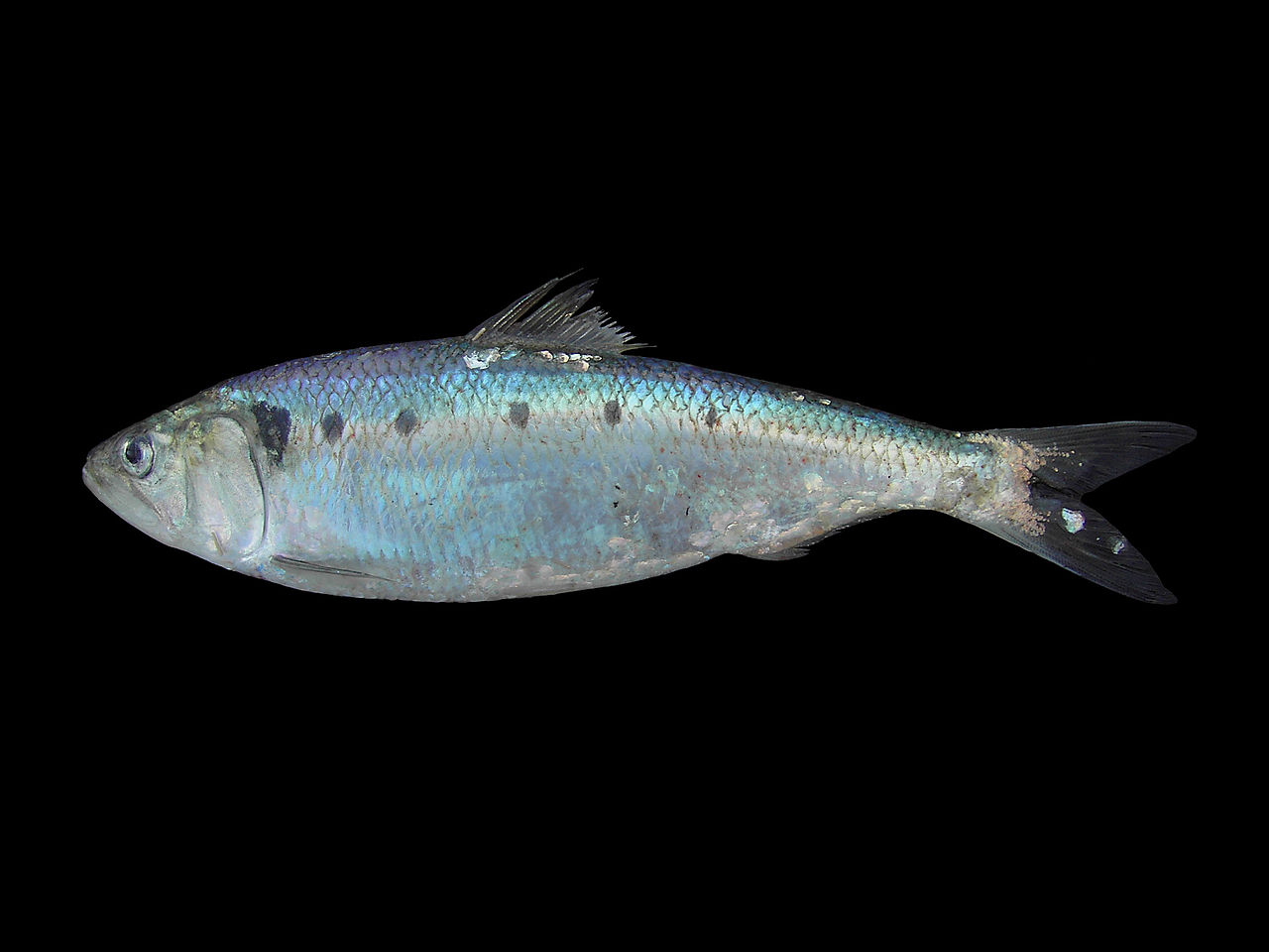 alosidae-baliqlari