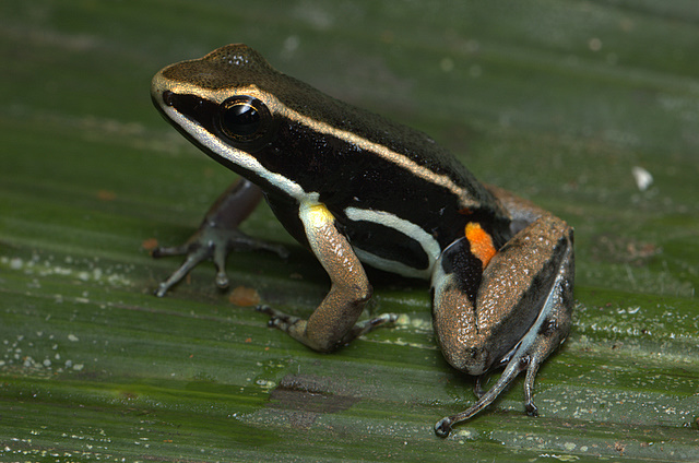 allobates-femoralis-qurbagasi