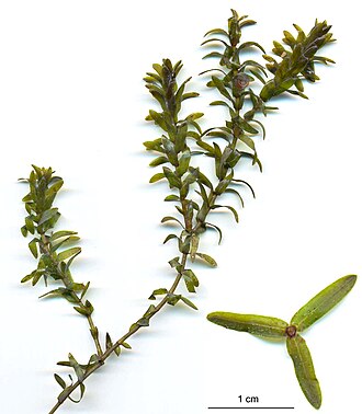 elodea-canadensis