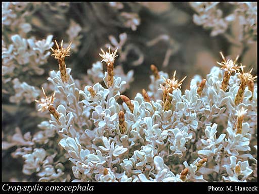 mavi-kol-ciceyi-cratystylis-conocephala