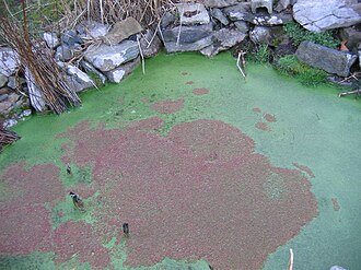 azolla-cristata