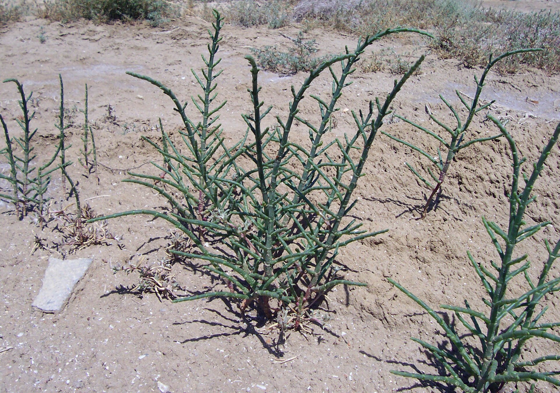salicornia-europaea