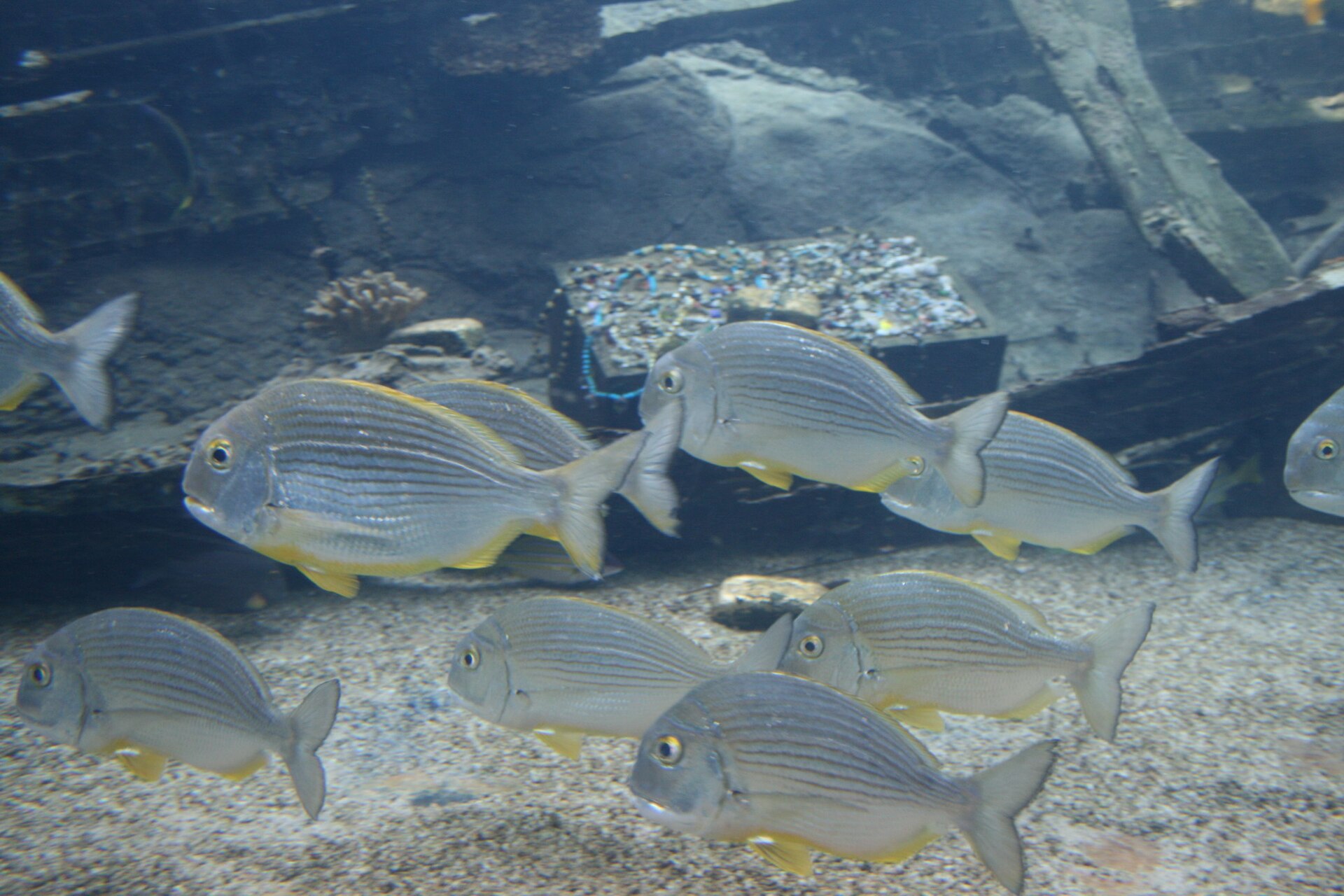rhabdosargus-sarba-baligi